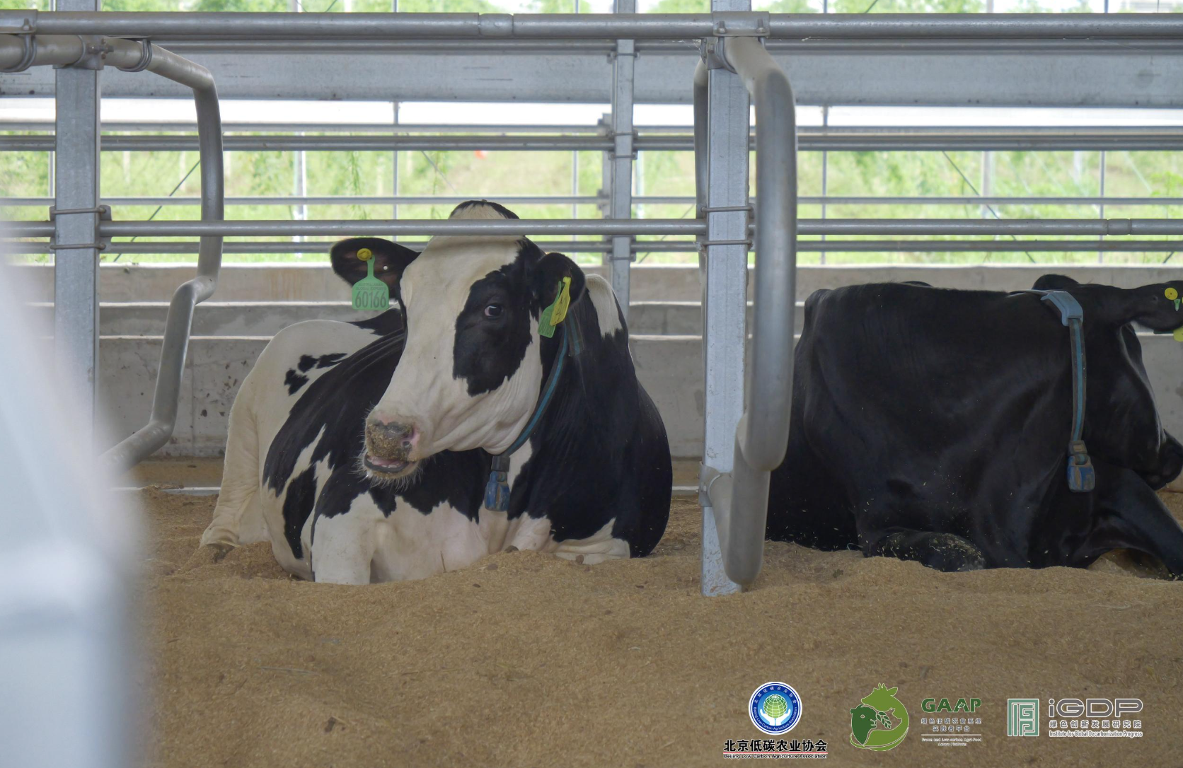 Online Seminar on Innovative Pathways and Challenges for Low-Carbon Livestock and Poultry Farming