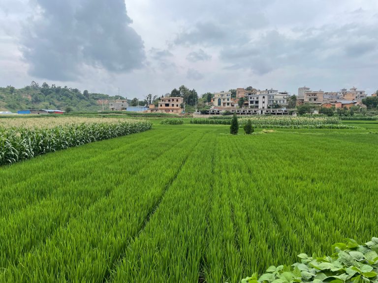 It Will Still Take Time for “Climate-Friendly Rice” to Reach the Market