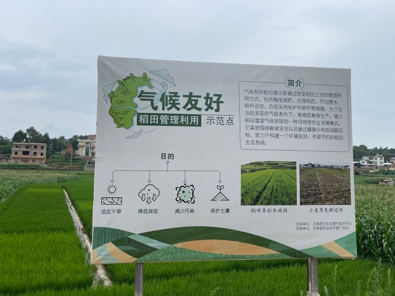 他们种出了“气候友好稻米”
